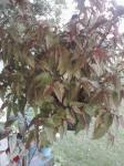 Begonia coccinea