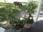 Philo cuttings potted with supports to climb