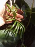 Baby palm sprouted in Dracaena/Philo pot