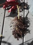 Begonia 'castaway' cutting with great roots