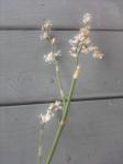 Callisia fragrans flowers