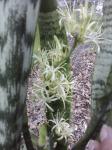 Sansevieria trifasciata flowers