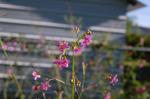 Talinum paniculatum