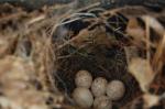 Carolina wren nest