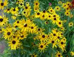 good ole rudbeckia.  How can you not like this unquenchable flower?