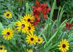 Black-eyed Susans & daylilies, what a summer combo!