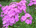 What is summer without phlox?