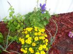 Delphineum and coreopsis