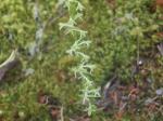 Piperia transversa, Royal rein orchid