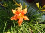 Kwanzo Day Lily