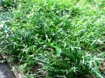 Microstegium vimineum (Japanese Stilt Grass)