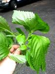 big floppy leaves