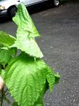 Large soft leaves