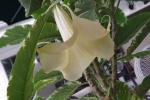 Verigated Angels Trumpet