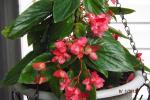 Dragons Wing Begonia