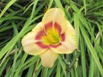 Daylily