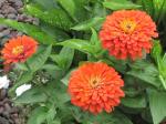 Zinnias