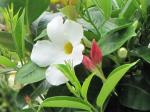 Mandevilla vine...I have a pink and white together...