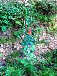 red flower in a dry streambed