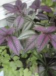 Persian shield with sweet potato vine