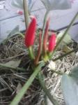 Anthurium buds