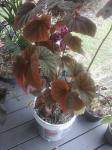 Begonia