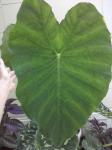 Colocasia esculenta leaf