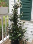 Star Jasmine