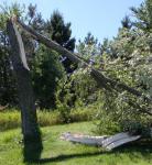 Tree stump is about 15th tall.