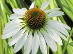 white cone flower