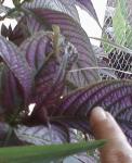 anole on Persian shield (Strobilanthes dyerianus)