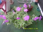 Mart your Petunias