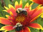Bees on a gallardia plant...