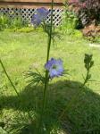 Same flower species? Different type of blossom.