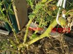 Pruned tomato plant