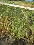 Unpruned tomato plant