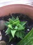 haworthia