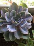 echeveria