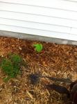 My baby "jacks giant" colocasia.