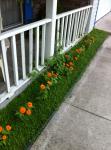 My front porch, just zinnias and morning glory.