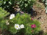 Dwarf cosmos