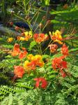 Pride of Barbados