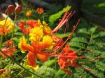 Pride of Barbados