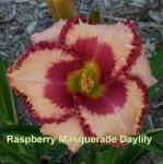 Raspberry Masquerade Daylily