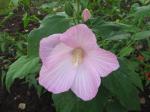 Hardy Hibiscus Or Lady Baltimore