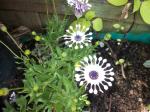 African daisies