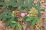 Sensitive Plant (Mimosa Pudica)