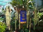 Dendrochilum cobbianum