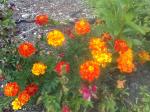 Marigolds