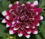 Dahlia